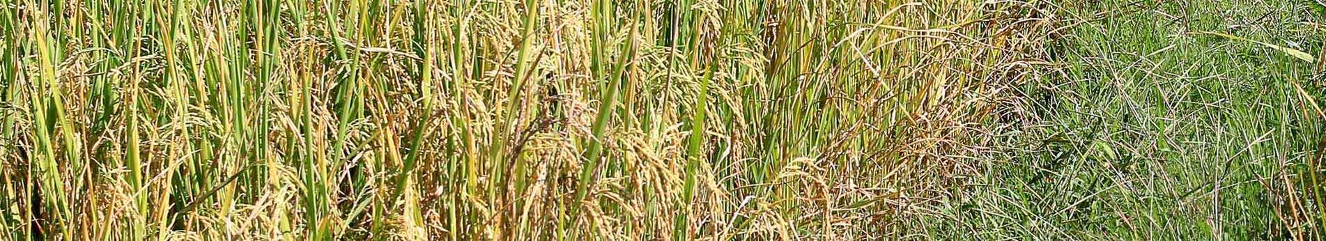 Corte y mantenimiento zonas verdes – Máquinas para tractor