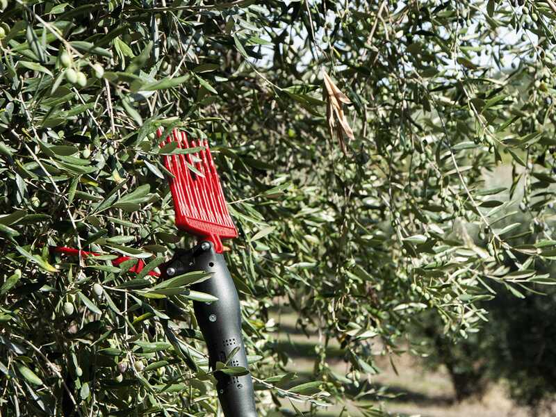 Castellari Olivance EP C V2 - Vareador de aceitunas el&eacute;ctrico de bater&iacute;a - P&eacute;rtiga de 160/220 cm