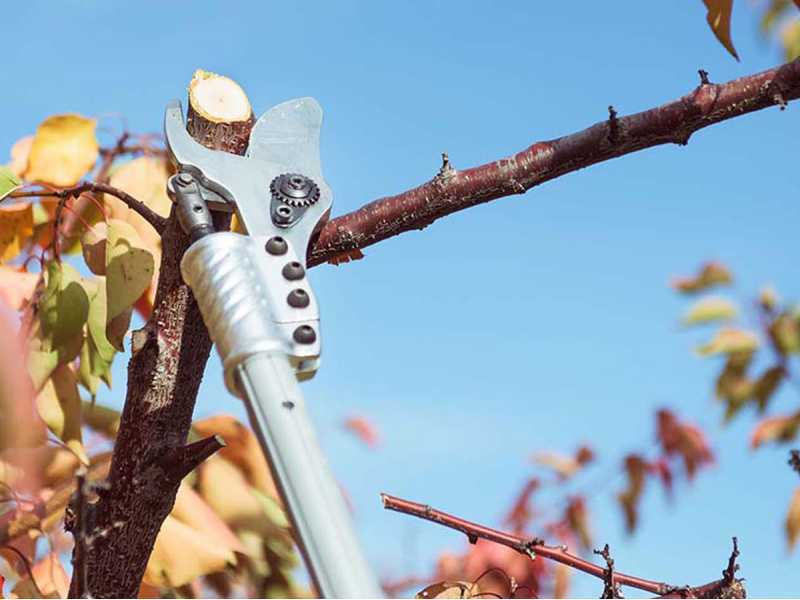 Tijeras de poda el&eacute;ctricas Campagnola Easy 150 - Di&aacute;metro de corte 36 mm - sin bater&iacute;a