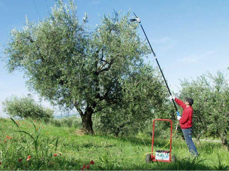 Vareador de aceitunas el&eacute;ctrico a bater&iacute;a Lisam Oliwatt 2 - Con dientes en nailon - P&eacute;rtiga telesc&oacute;pica