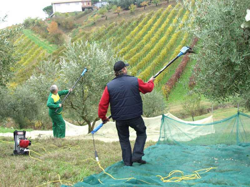 Vareador de aceitunas el&eacute;ctrico a bater&iacute;a Lisam Oliwatt 2 - Con dientes en nailon - P&eacute;rtiga telesc&oacute;pica