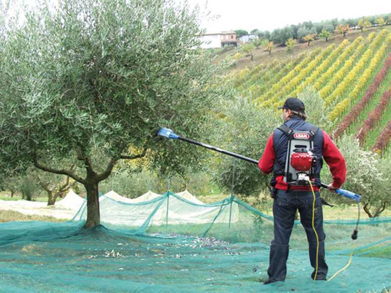 Vareador de aceitunas el&eacute;ctrico a bater&iacute;a Lisam Oliwatt 2 - Con dientes en nailon - P&eacute;rtiga telesc&oacute;pica