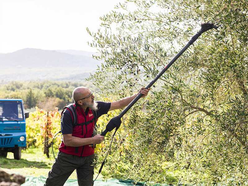 Brumi Ghibli 12V - Vareador de aceitunas el&eacute;ctrico con bater&iacute;a de litio - P&eacute;rtiga de carbono 235/315 cm