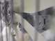 Atomizador de arrastre Gray T Car 800/70 con enganche para tractor para pulverizaci&oacute;n - Capacidad 800L - Bomba AR1064
