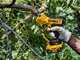 DeWalt DCMPP568N-XJ - Tijera el&eacute;ctrica de poda - BATER&Iacute;A Y CARGADOR NO EST&Aacute;N INCLUIDOS