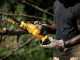 DeWalt DCMPS520N-XJ - Electrosierra de poda - BATER&Iacute;A Y CARGADOR NO EST&Aacute;N INCLUIDOS