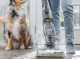 Bissell CrossWave Hydrosteam PET Select - Fregadora de suelos 3 en 1 lava, seca y aspira